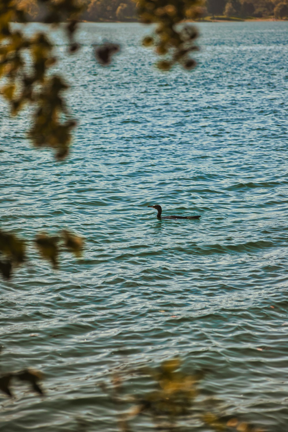 a bird swimming in a lake surrounded by trees