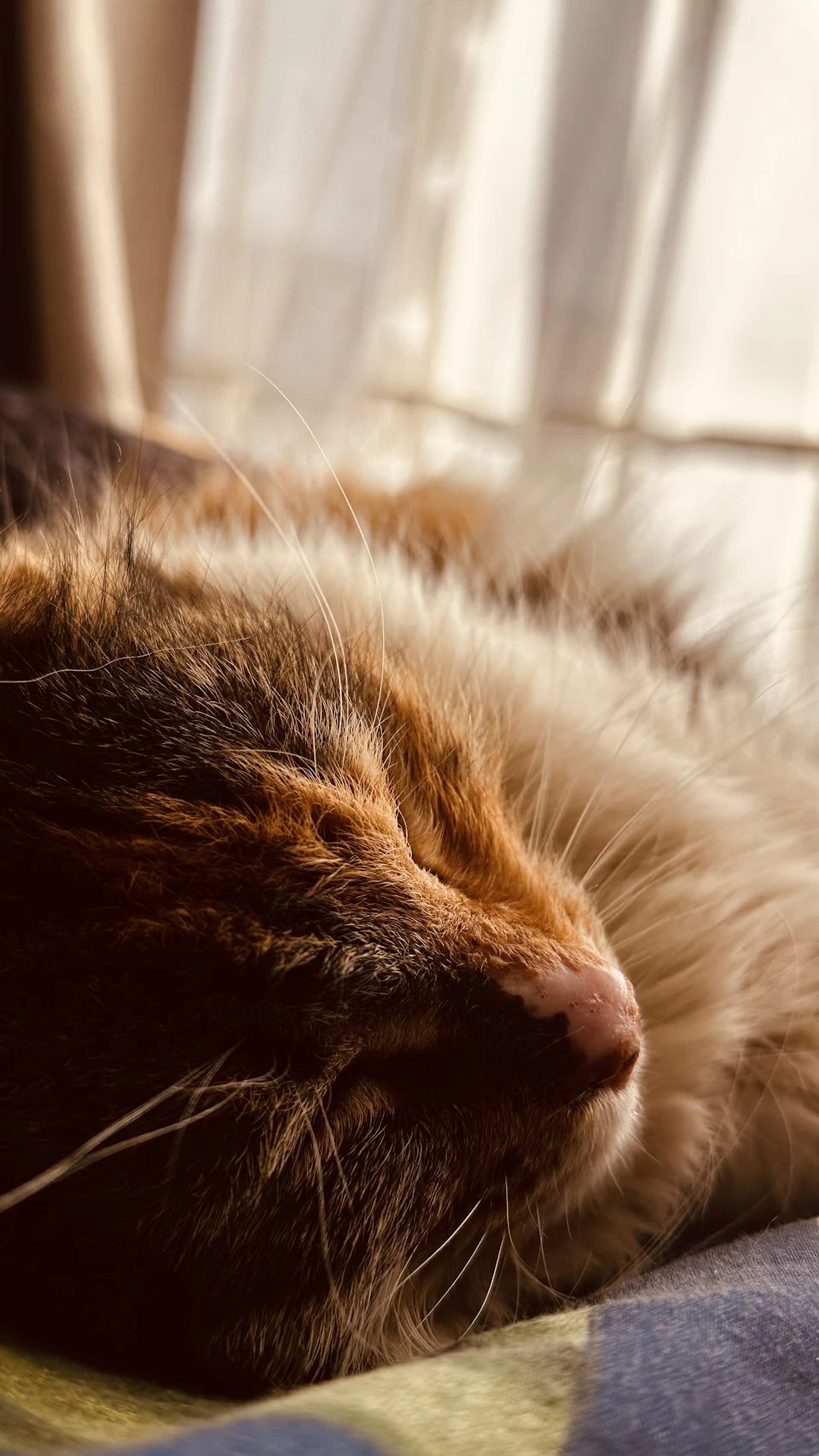 The image shows a brown and white cat curled up on its side, resting comfortably on a bed with a blue and yellow striped blanket. The cat's head is gently placed on the blanket, and it appears to be sleeping peacefully. The background features a window with sheer curtains that allow soft light to filter into the room, creating a warm and inviting atmosphere.

The image does not contain any discernible text or other objects, making the focus solely on the resting cat.