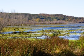 A serene wetland landscape with patches of water and greenery stretching into the distance. Leafless trees stand alongside the water, and a forested hill is visible in the background. The area is lush with a mix of green and brown foliage.