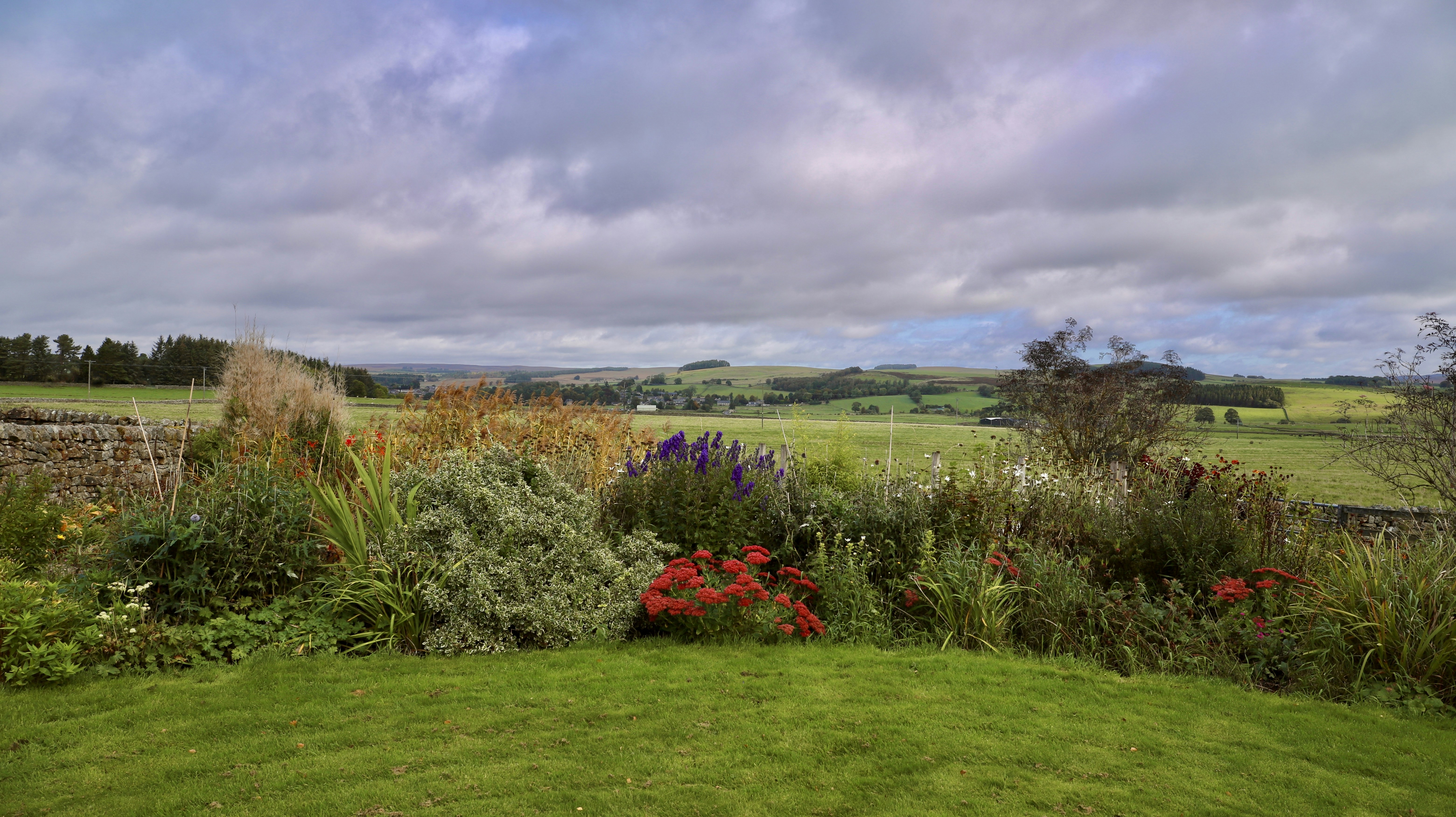 a lush green field filled with lots of flowers