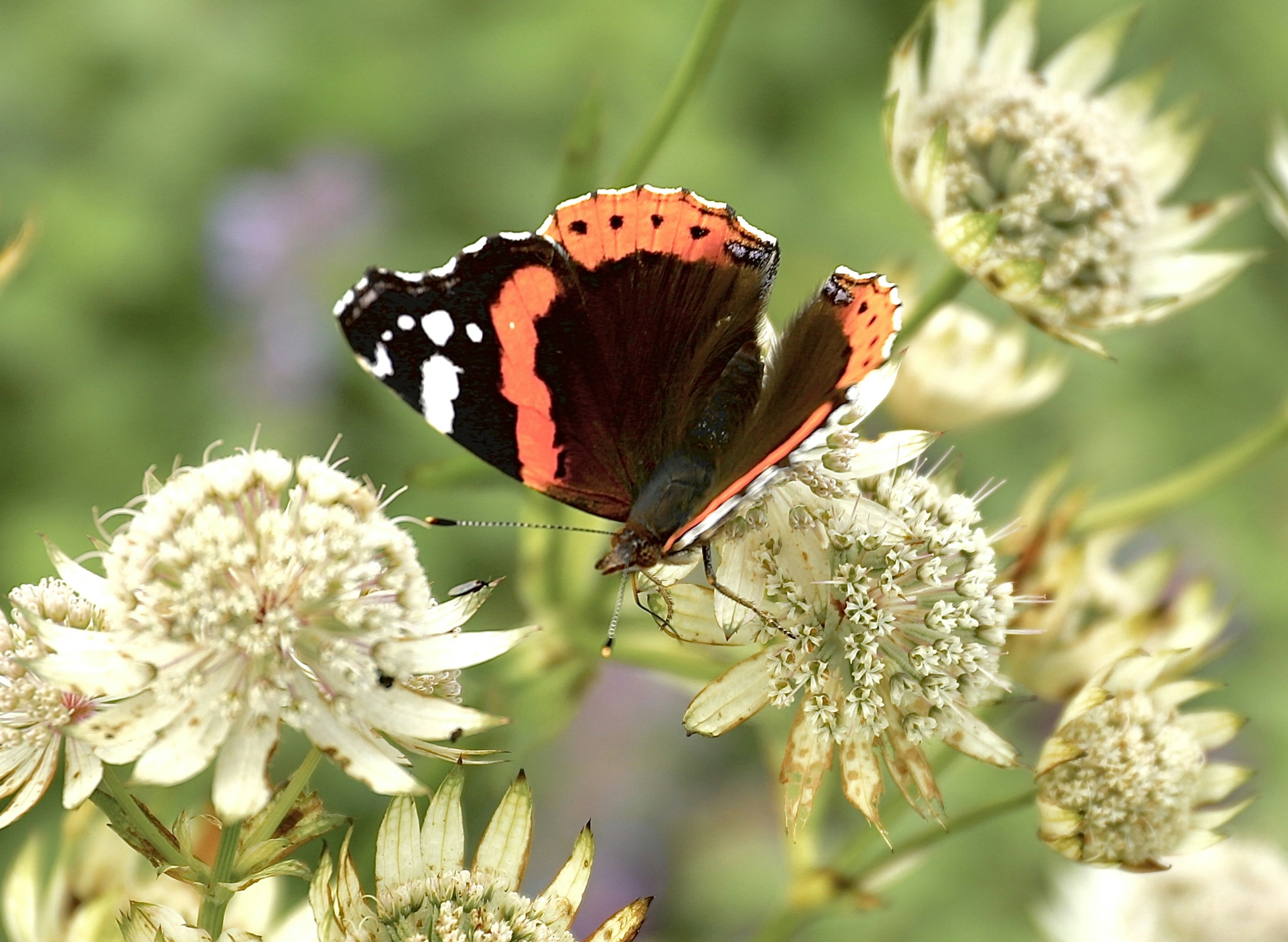 a close up of a butterfly on a flower