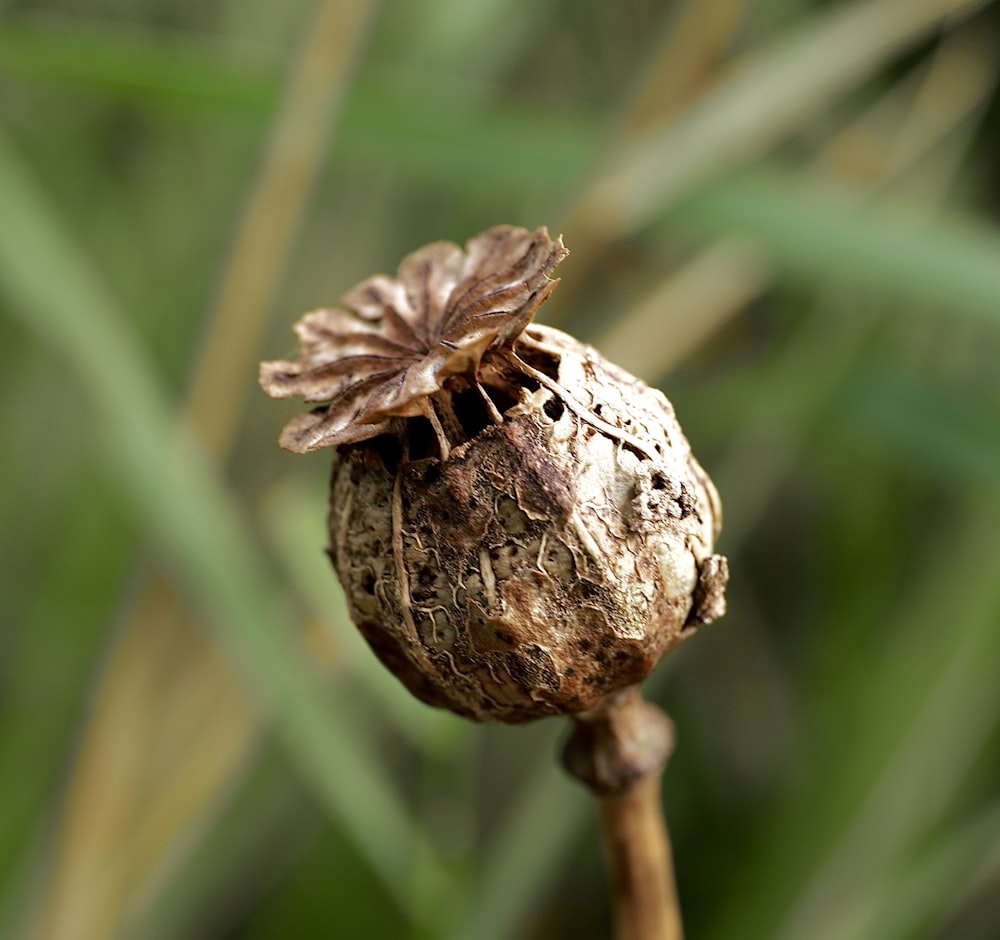 a close up of a plant with a bug on it