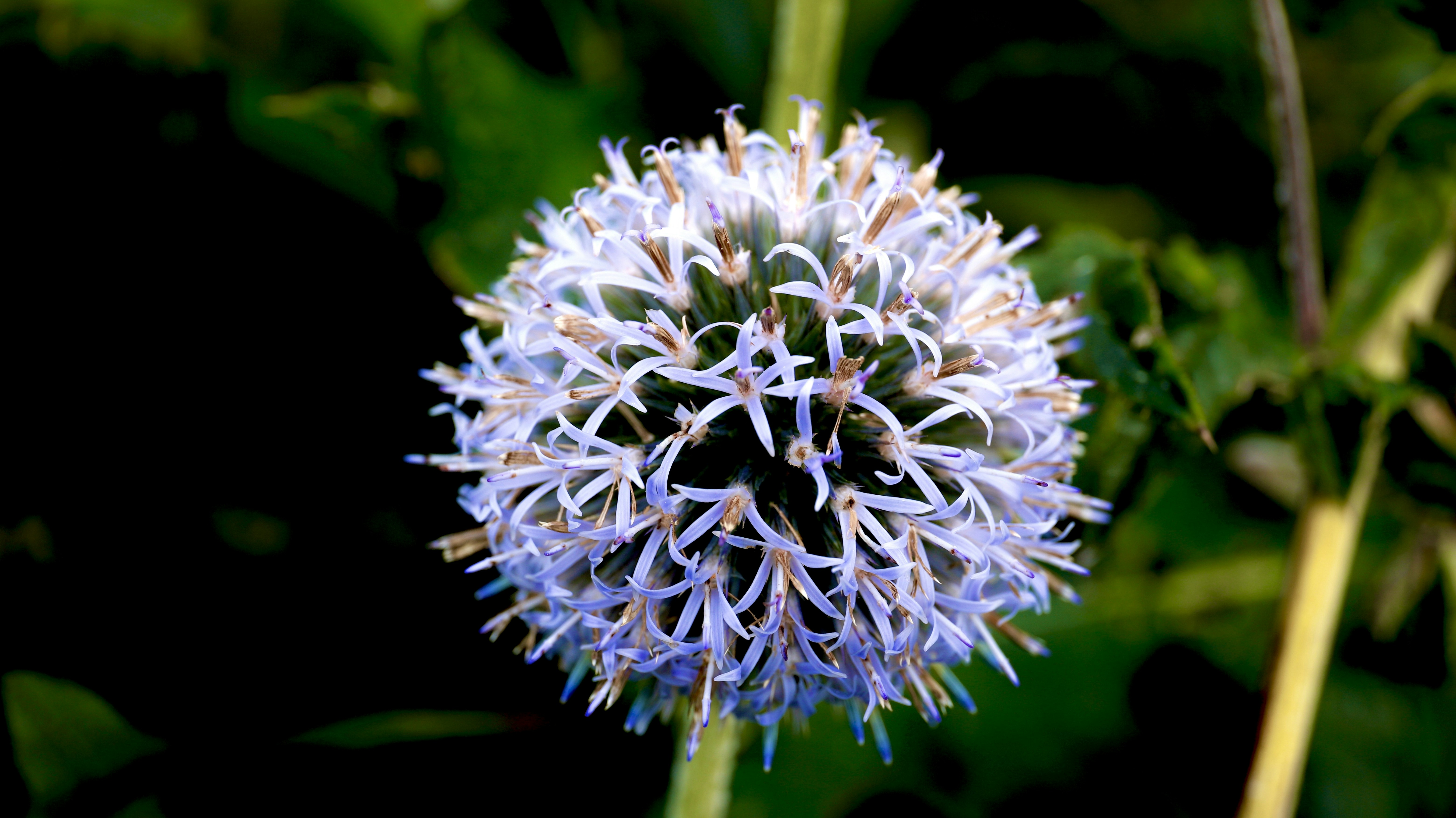 a close up of a blue flower on a plant