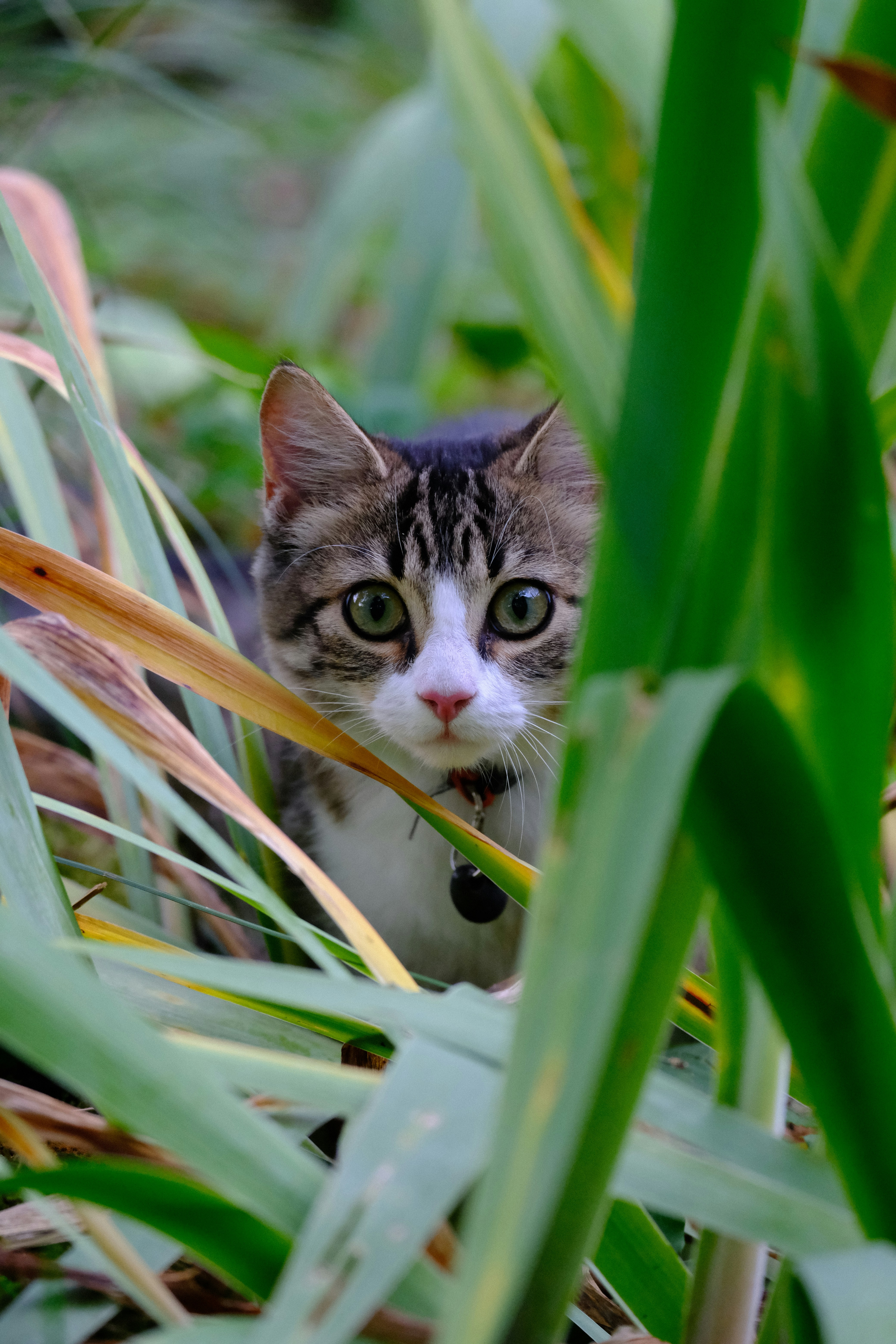 a cat peeking out from behind some tall grass