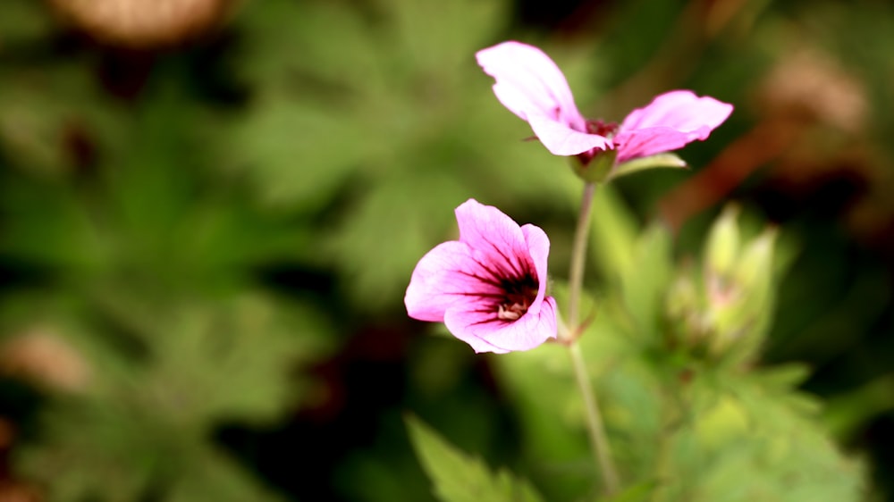 a close up of a pink flower with green leaves in the background