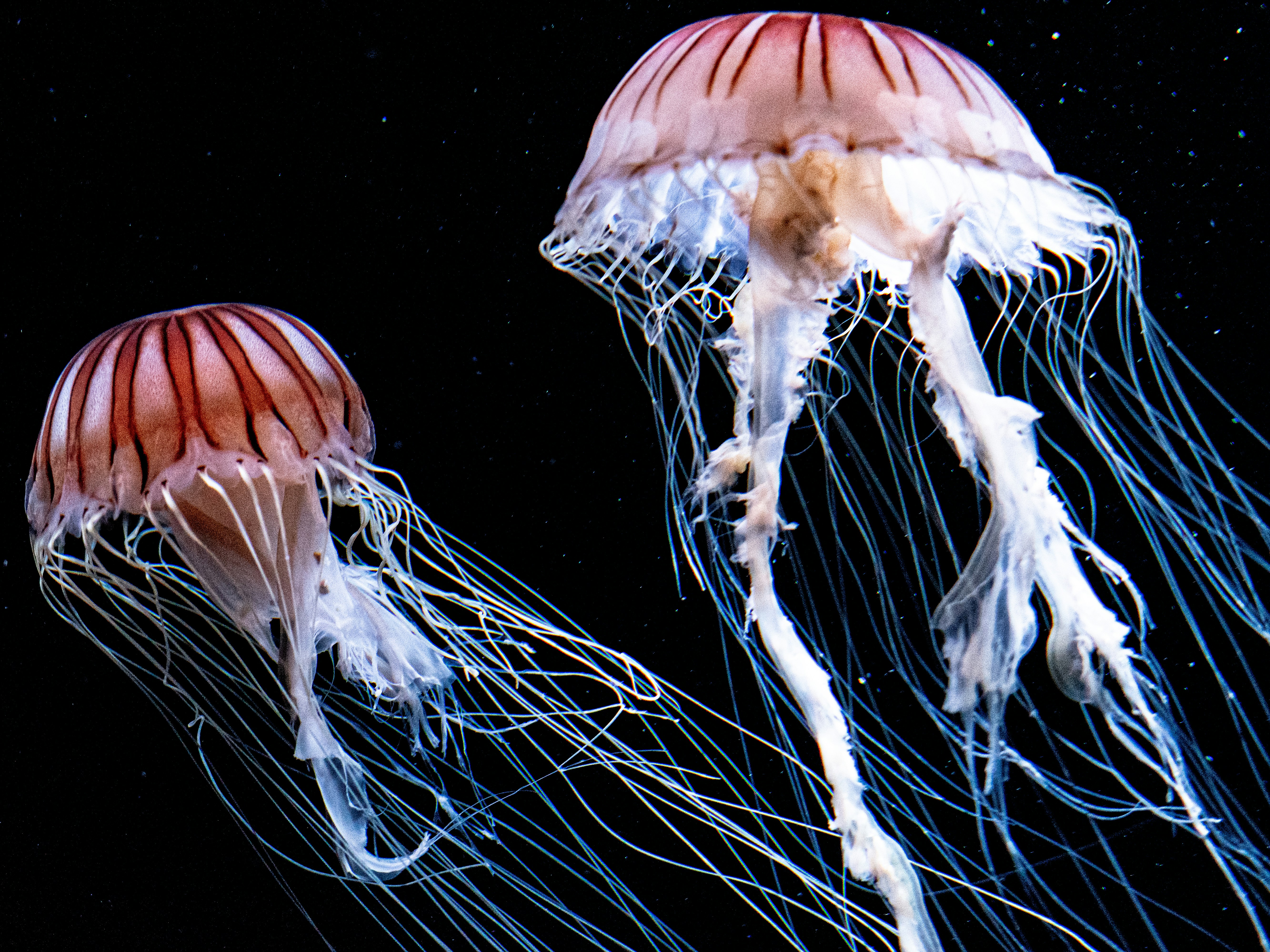 a couple of jellyfish are floating in the water