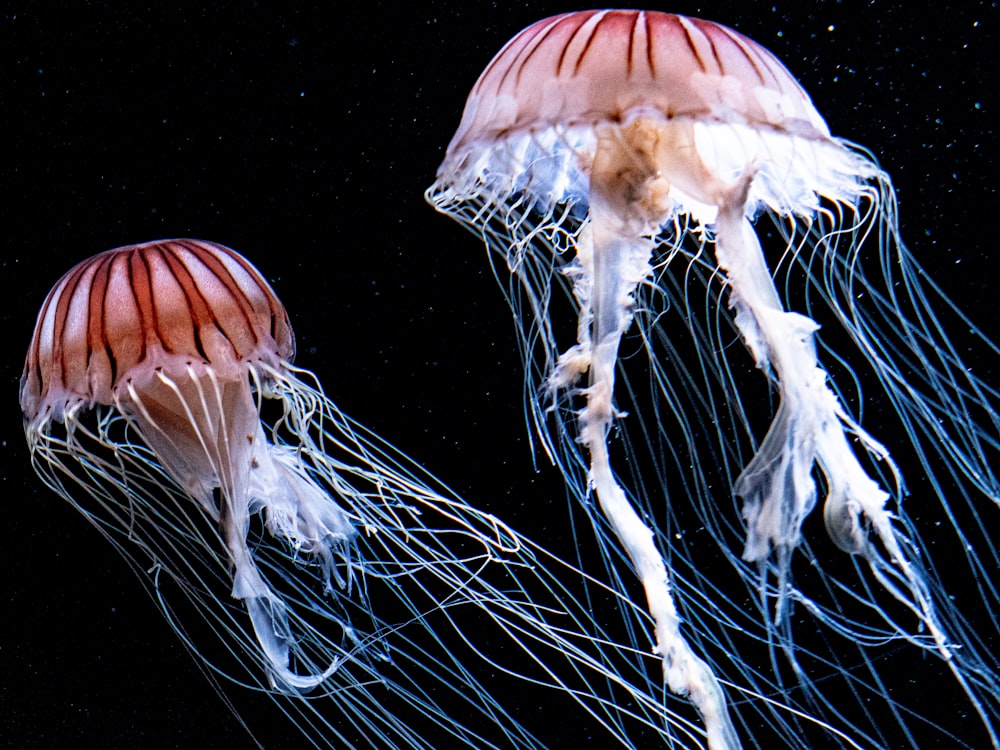 a couple of jellyfish are floating in the water