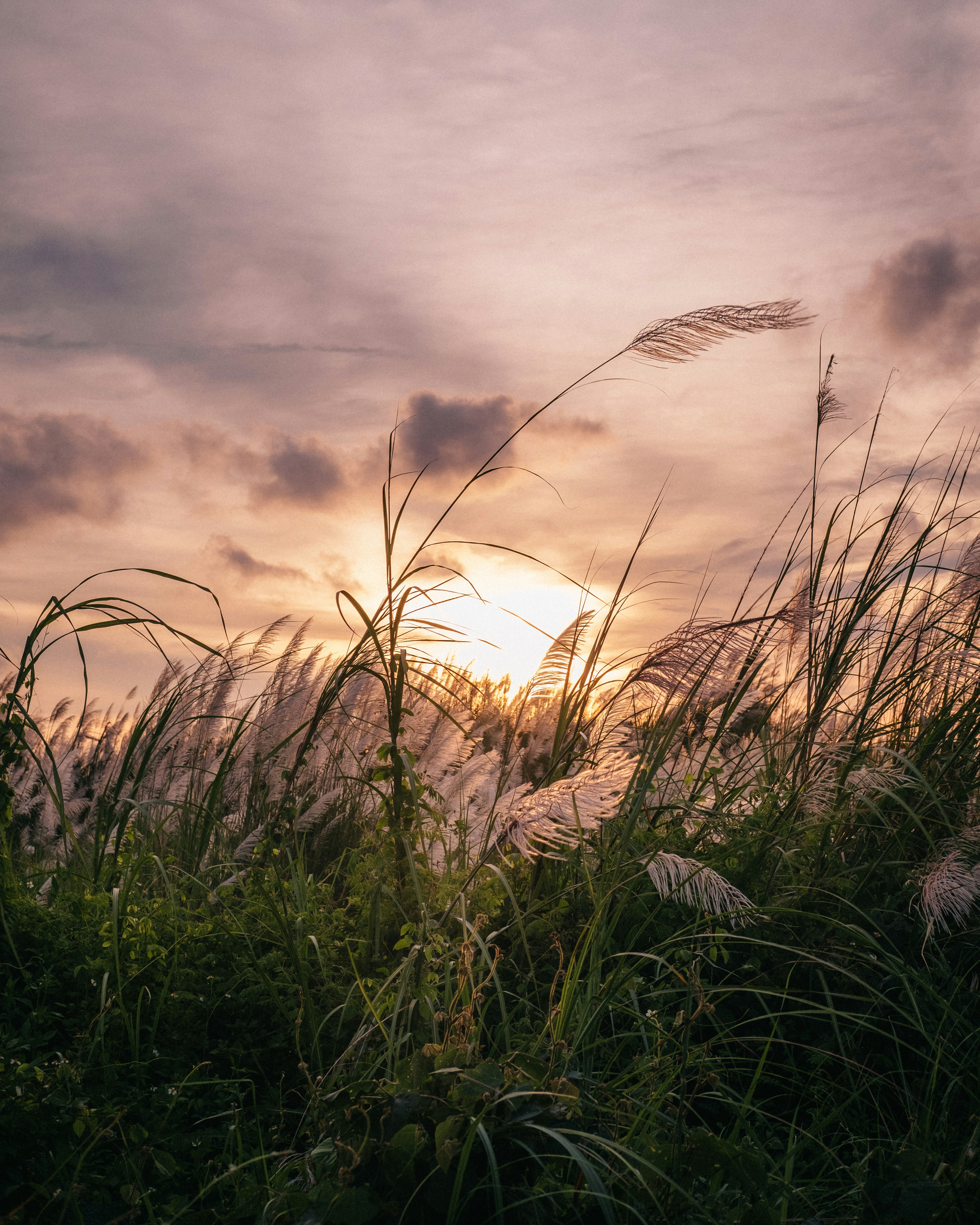 Photo by sbellocillo