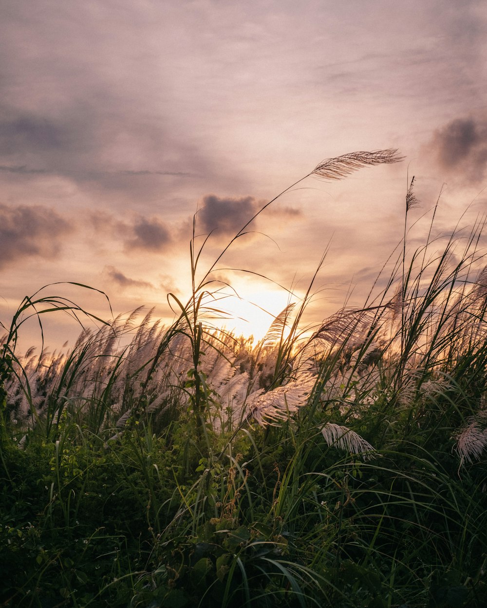 a field with tall grass and a sunset in the background