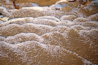 Small white particles scattered across a sandy surface, resembling tiny beads or pellets. The particles create patterns on the sand, with some sticks and organic debris partially visible.