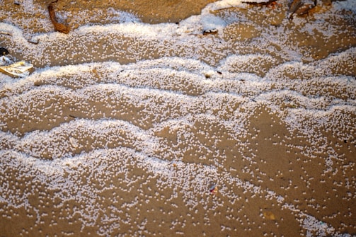 Small white particles scattered across a sandy surface, resembling tiny beads or pellets. The particles create patterns on the sand, with some sticks and organic debris partially visible.