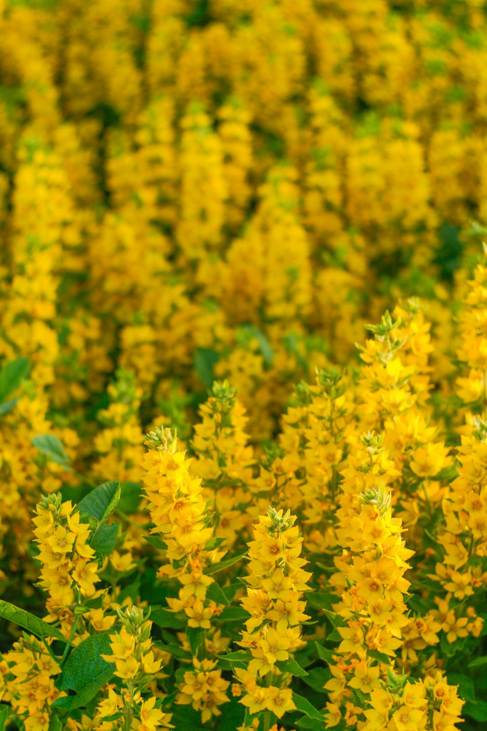 a field of yellow flowers with green leaves