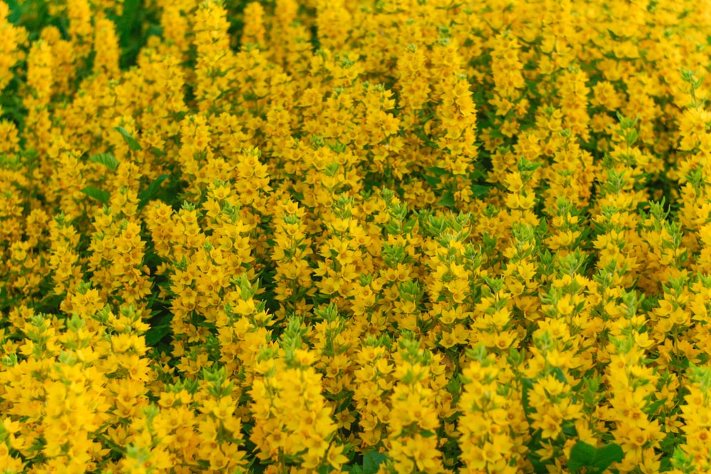 ein gelbes Blumenfeld mit grünen Blättern