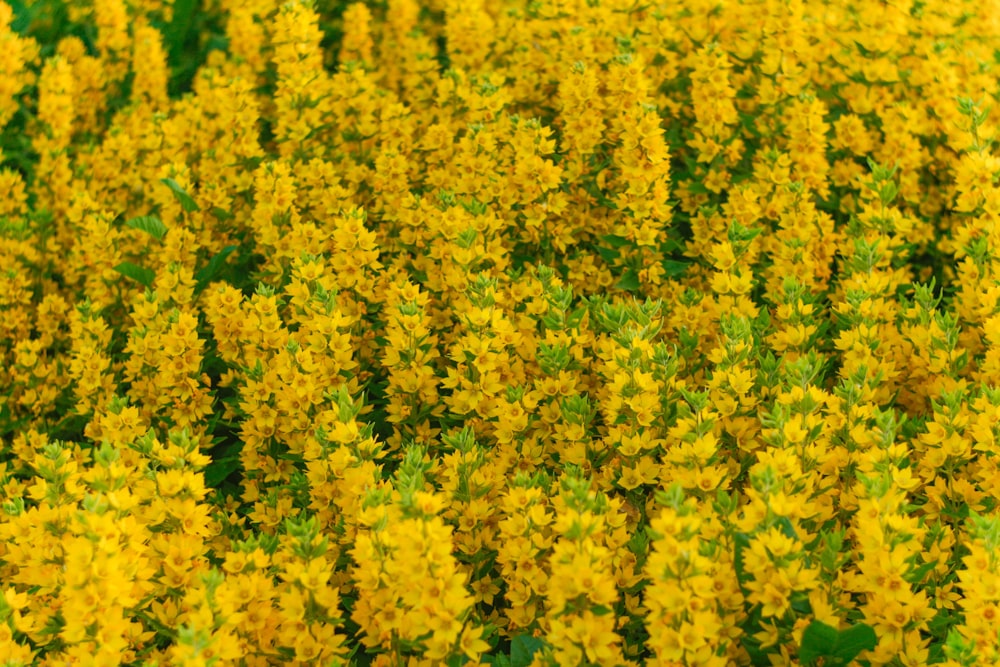 a field of yellow flowers with green leaves