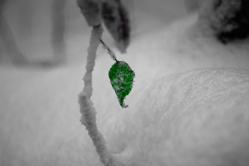 une feuille verte est coincée dans la neige