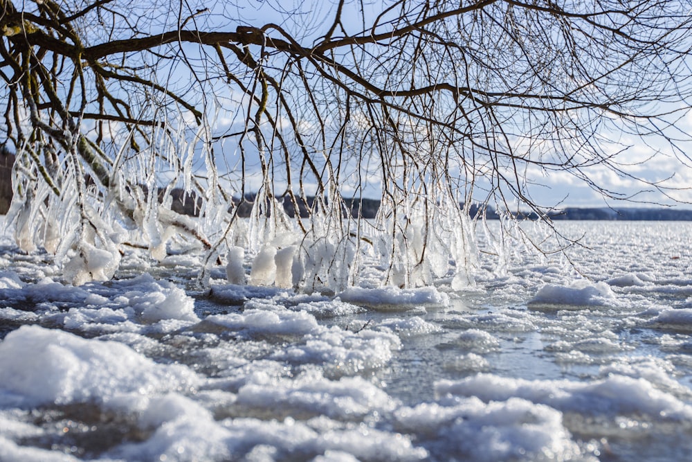 a body of water covered in ice next to a tree