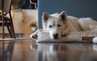A white dog is lying on a striped dog bed, appearing relaxed in a cozy indoor setting. The background features a modern chair, a plant in a pot, and a painting on the wall. The floor is shiny, reflecting parts of the image, adding a calm atmosphere.