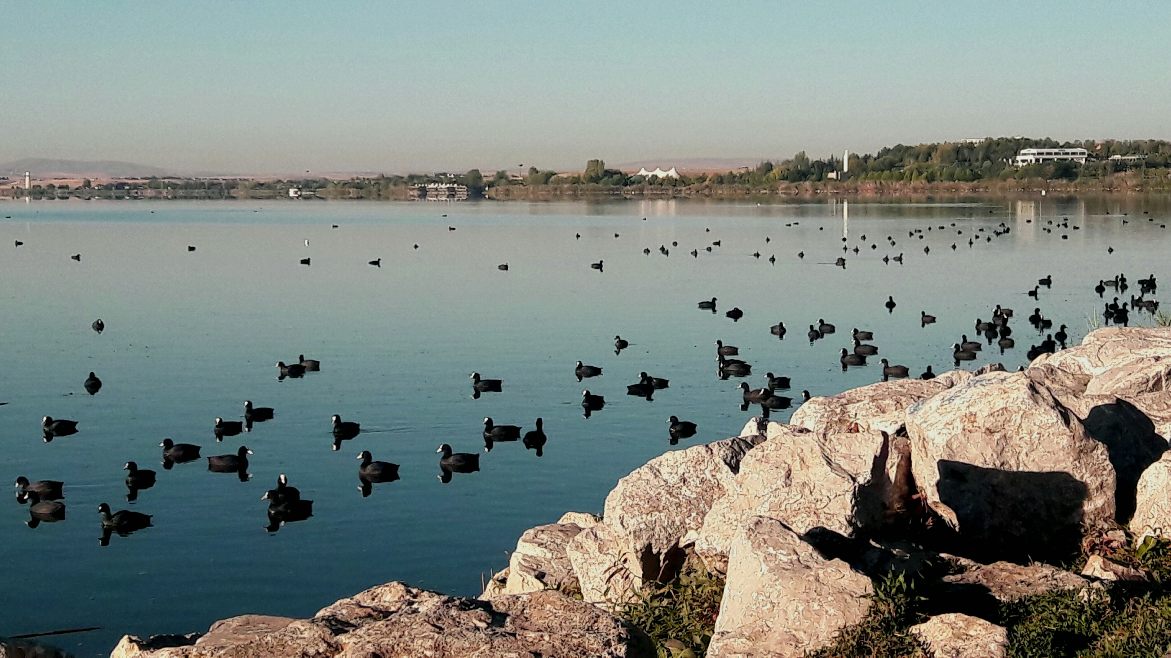 The Day Snow Geese Met Their Doom (image credits: unsplash)