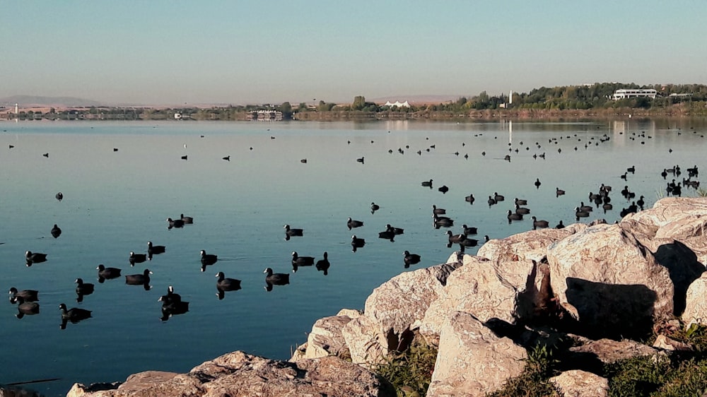 a flock of ducks floating on top of a lake