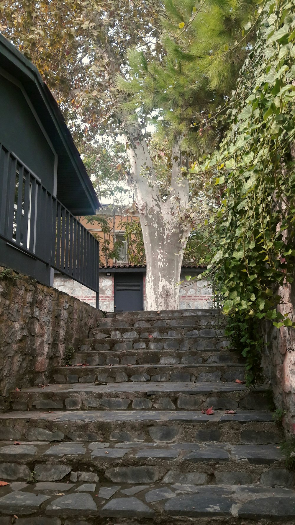 una serie di gradini di pietra che portano a un albero