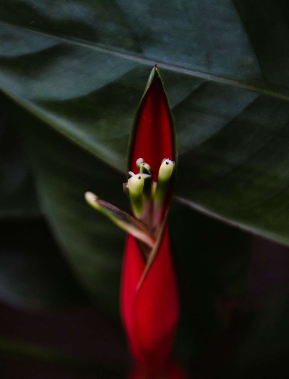 a close up of a red flower with green leaves