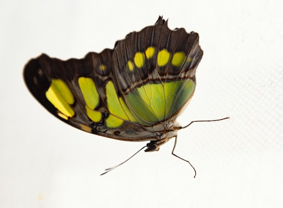 A vibrant butterfly with wings displaying shades of green, yellow, and black rests gracefully against a light, textured background. The butterfly's intricate patterns on its wings are clearly visible.