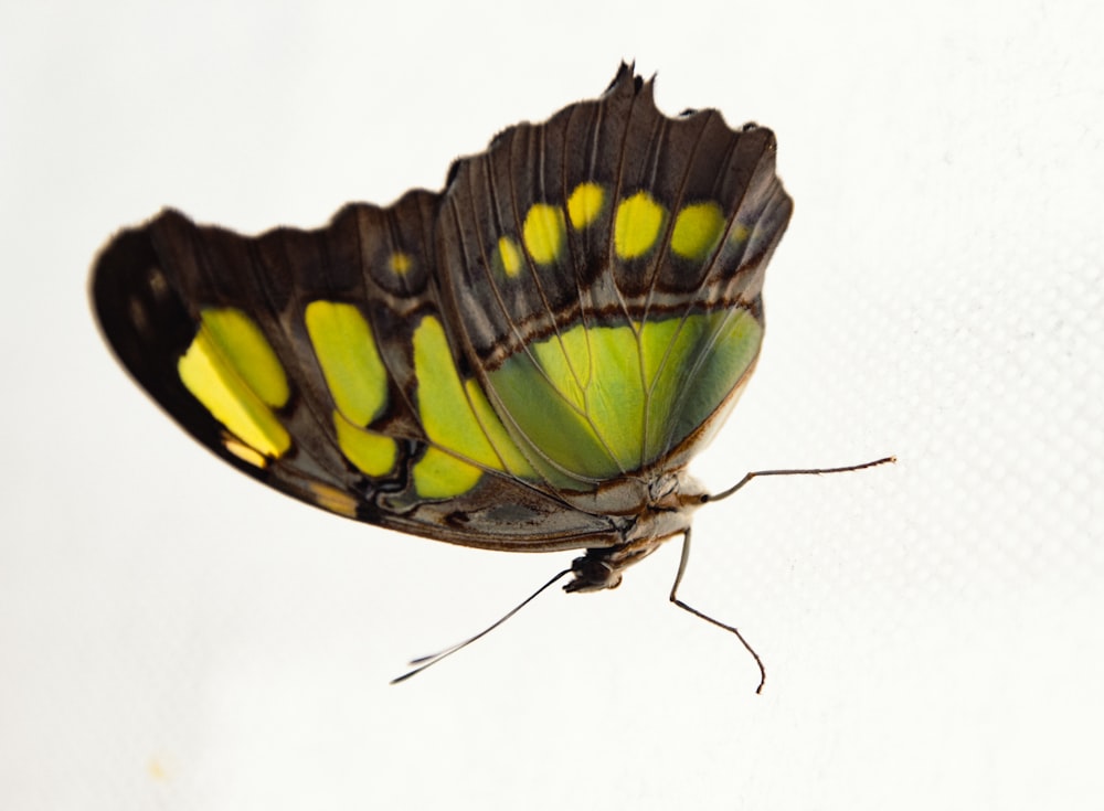 a close up of a butterfly on a white surface