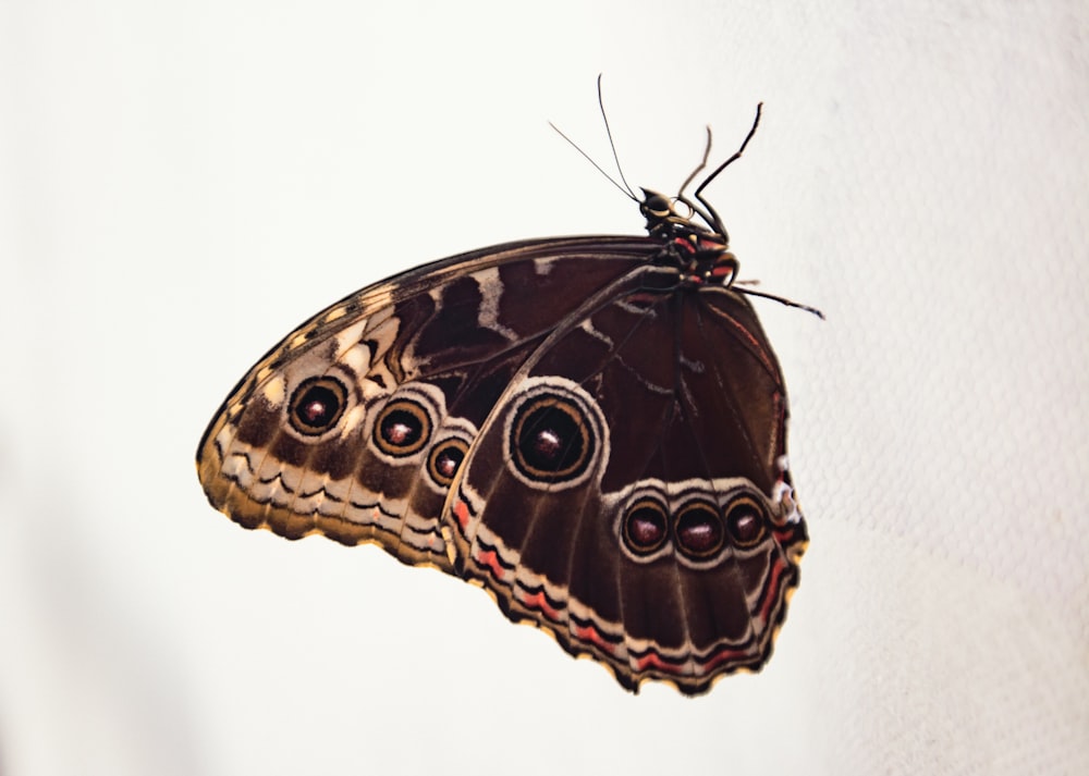 una mariposa marrón sentada en lo alto de una pared blanca