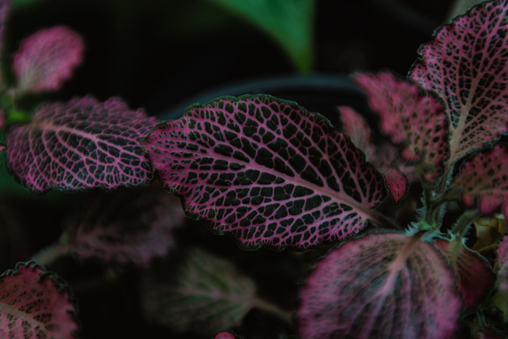 a close up of a plant with purple leaves