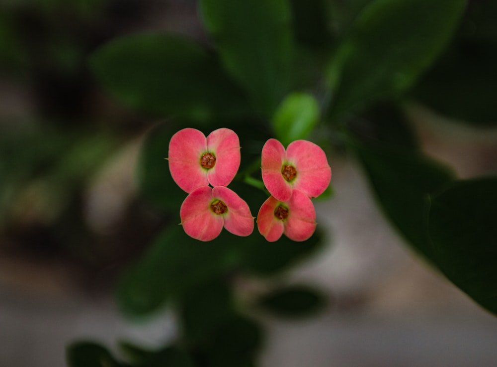 a couple of pink flowers sitting on top of a green plant