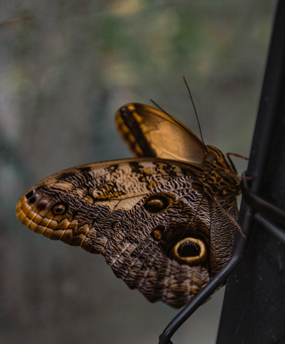 a brown and black butterfly sitting on top of a window sill