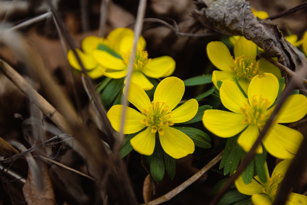 a group of small yellow flowers in the woods