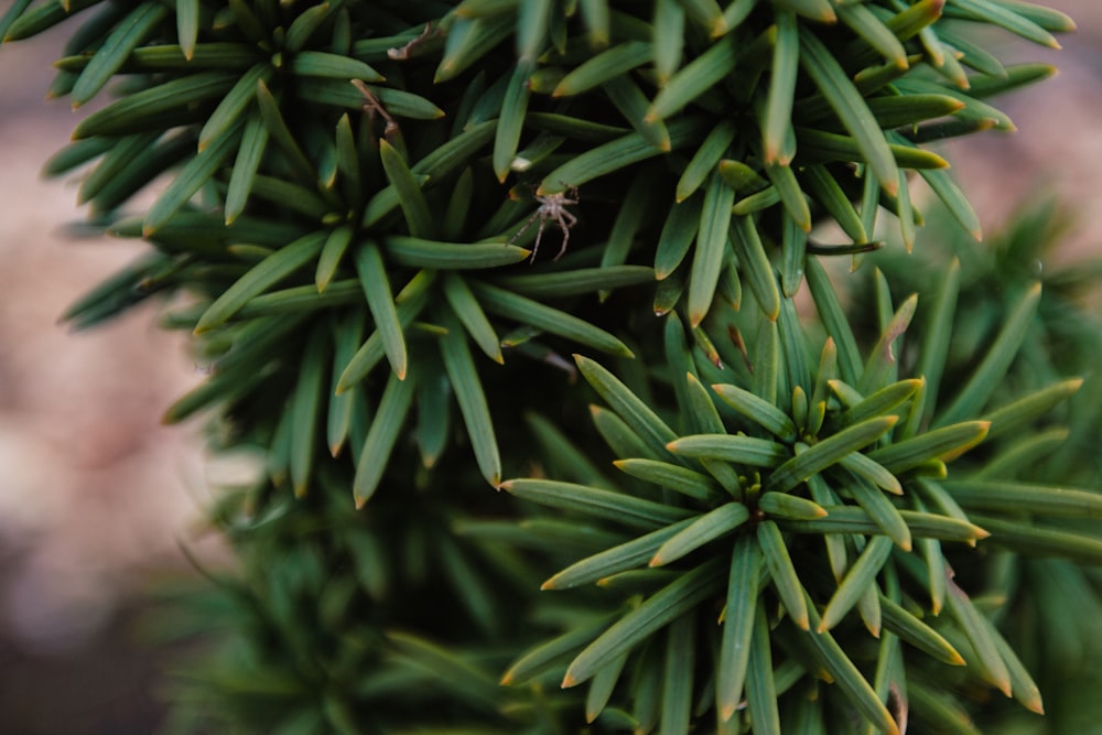 a close up of a pine tree branch