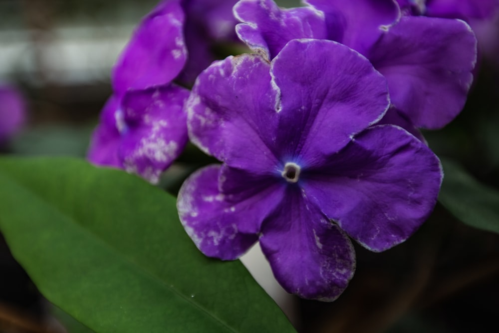 a close up of a purple flower with green leaves