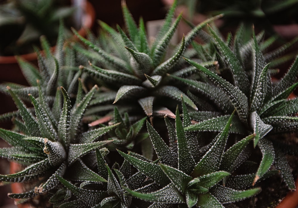 a close up of a plant in a pot