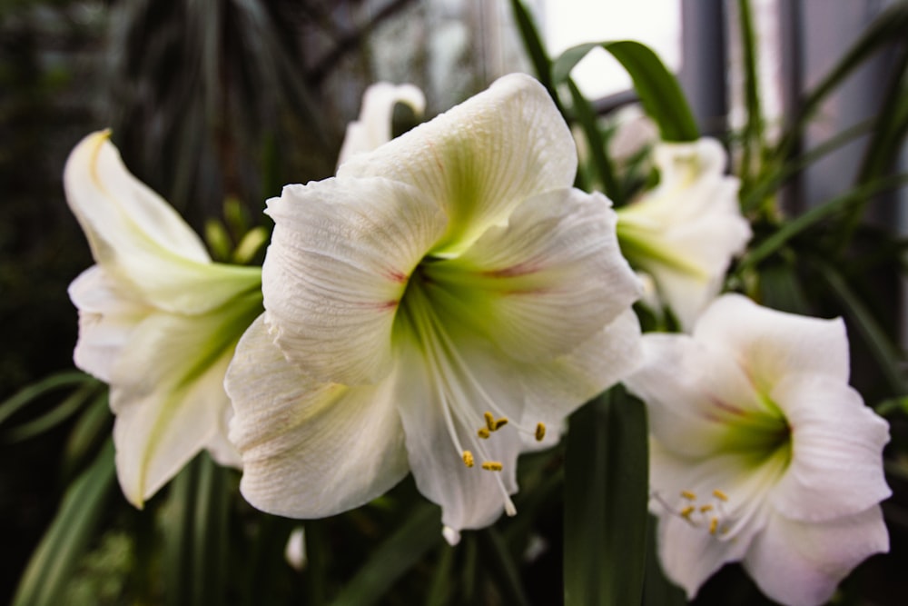 a close up of some white flowers in a vase