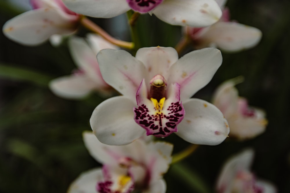 a close up of a white and purple flower