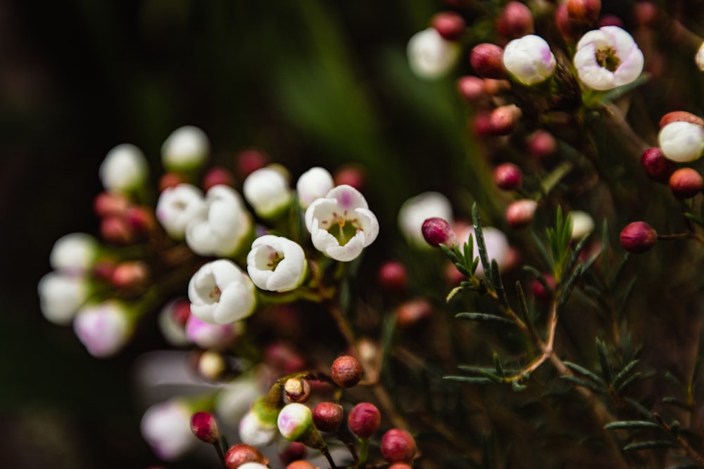 a close up of a bunch of white flowers