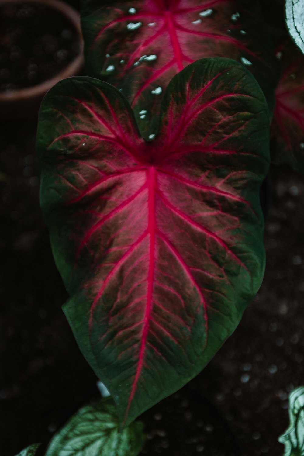 a close up of a red leaf on a plant