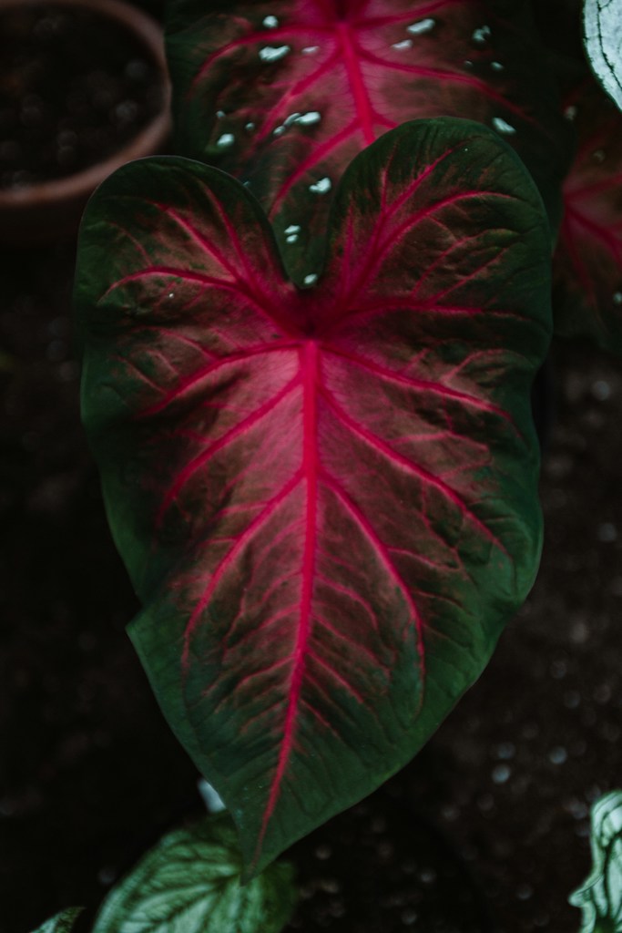 Dark Anthurium Hybrid