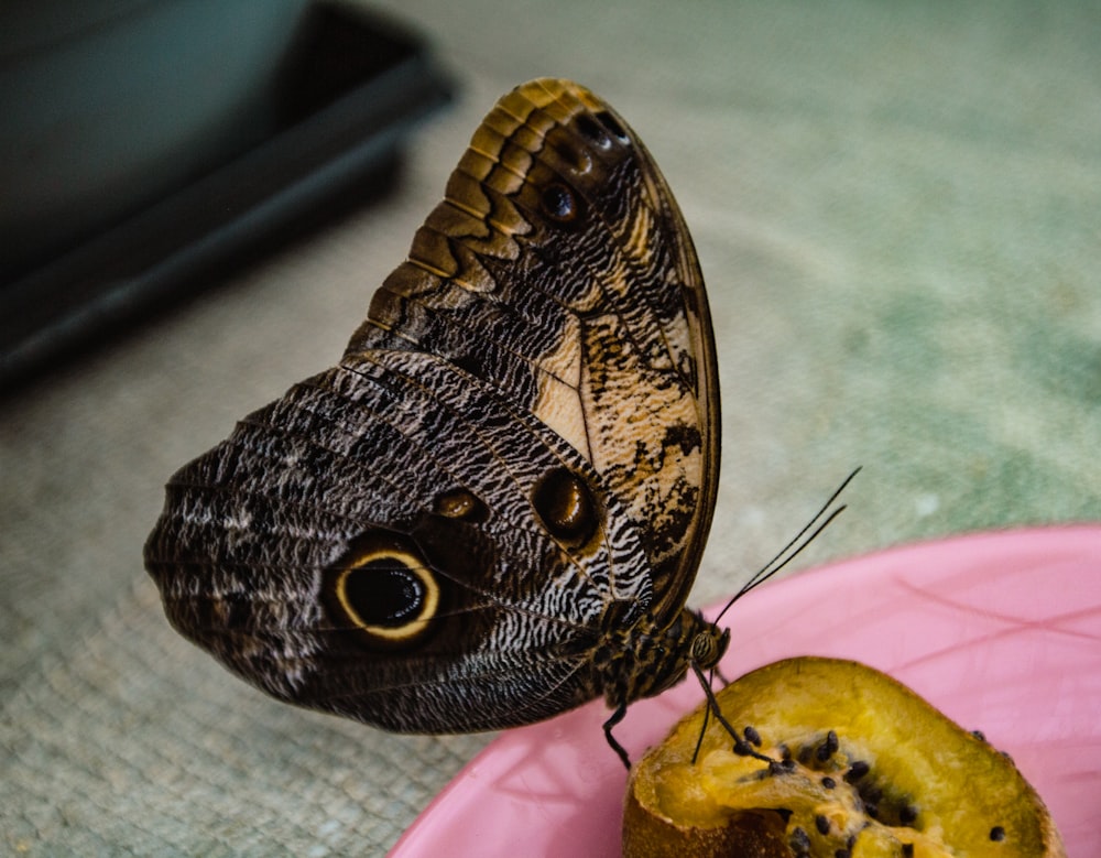 una farfalla seduta sopra un pezzo di frutta