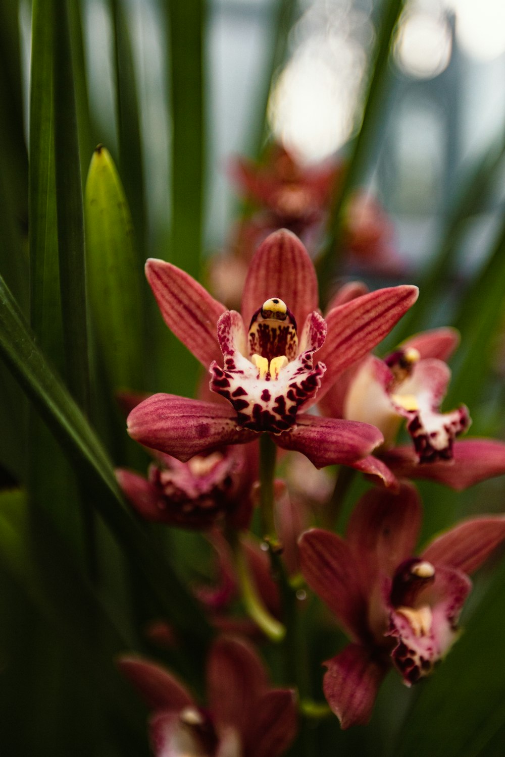 a close up of a pink flower with green leaves