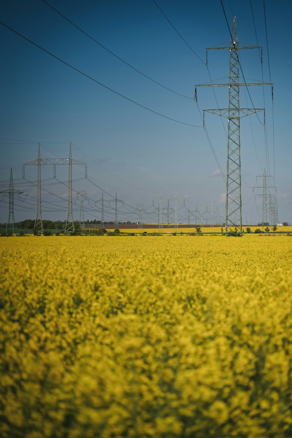 a field of yellow flowers with power lines in the background