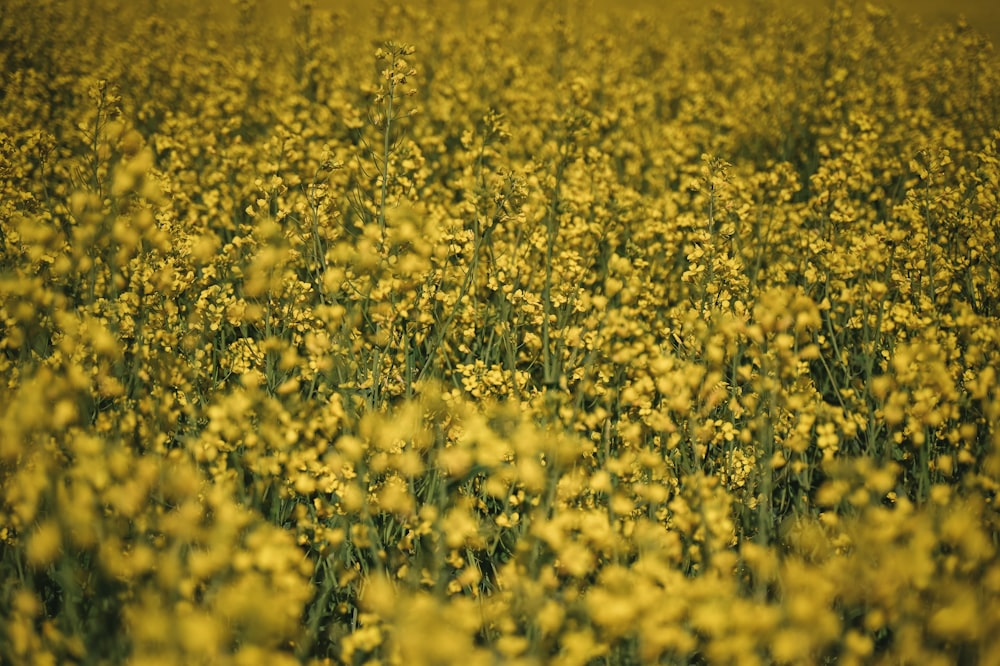 a field full of yellow flowers with a sky background