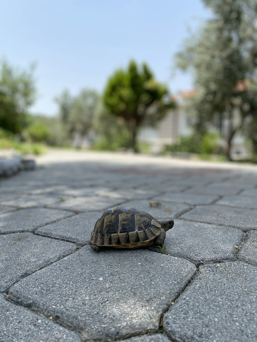 a turtle is sitting on the ground in the middle of the street