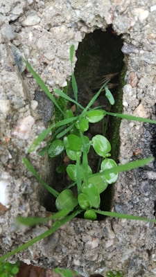Green plants with small leaves and grass sprout from a narrow crevice within a rough, textured concrete surface. The surrounding stone has a mix of gray and beige tones, with small pebbles embedded. The plants appear fresh and vibrant, with droplets of water on their leaves, indicating recent rain or irrigation.