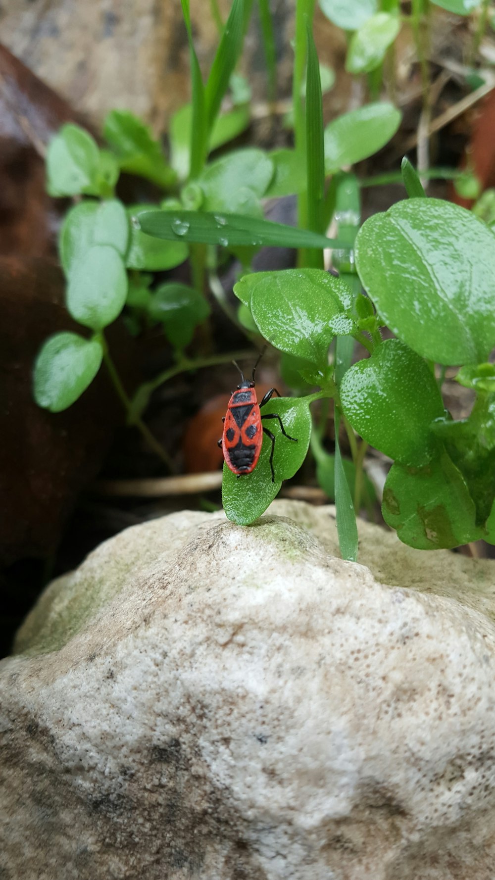 a bug sitting on top of a rock next to a plant