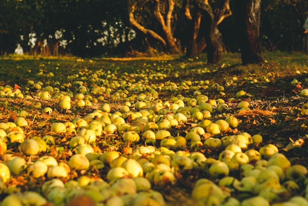 a lot of apples that are laying on the ground