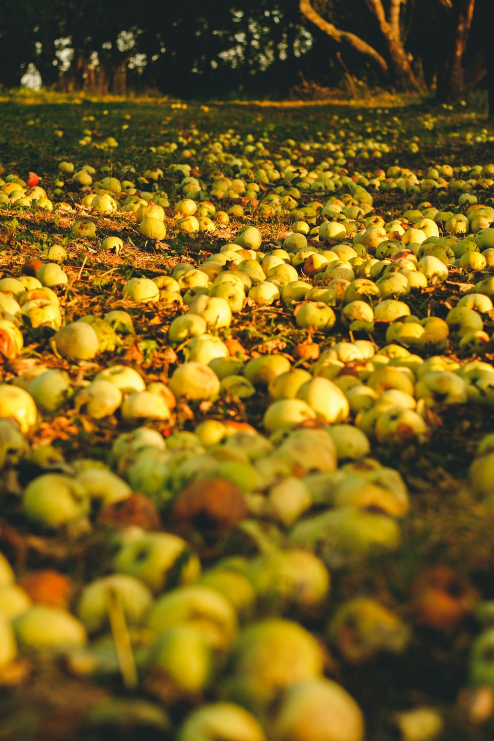 a field full of green apples sitting on top of a grass covered field