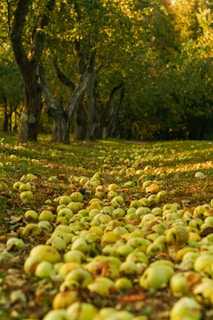 a lot of apples that are laying on the ground
